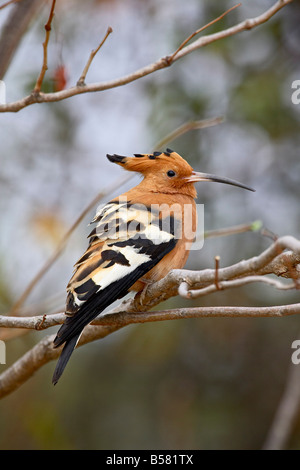 Huppe d'Afrique (Upupa africana), Kruger National Park, Afrique du Sud, l'Afrique Banque D'Images