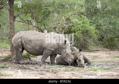 Deux rhinocéros blanc (Ceratotherium simum) rubbing noses, Imfolozi Game Reserve, Afrique du Sud, l'Afrique Banque D'Images