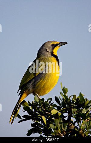 Bokmakierie (Telophorus zeylonus), l'Addo Elephant National Park, Afrique du Sud, l'Afrique Banque D'Images