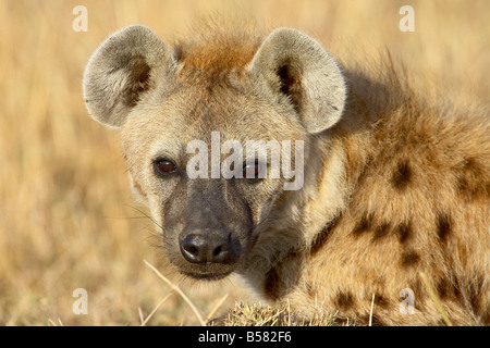 L'Hyène tachetée (l'Hyène tachetée (Crocuta crocuta)), Masai Mara National Reserve, Kenya, Afrique de l'Est, l'Afrique Banque D'Images
