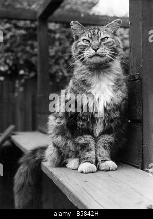 Le Boss-Cat peluches au Battersea Dog's home. Mai 1967 P005159 Banque D'Images