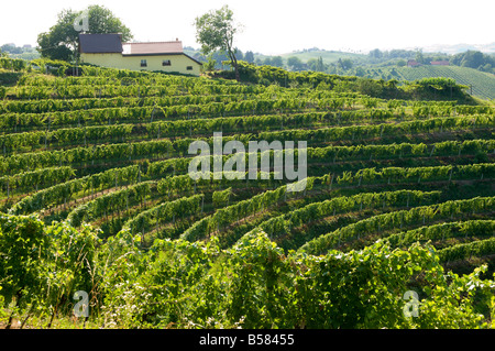 Jeruzalem vignobles, Mura (Pomurje), Slovénie, Europe Banque D'Images