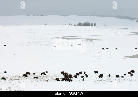 Harde de bisons dans le champ couvert de neige, Hayden Valley, le Parc National de Yellowstone, UNESCO World Heritage Site, Wyoming Banque D'Images