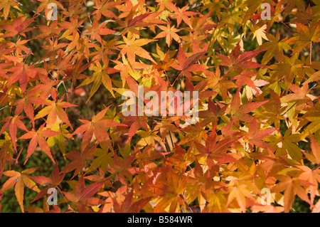 Feuilles d'érable, jardin de Nanzenji Temple, Kyoto, Kansai (Province de l'Ouest), Honshu, Japon, Asie Banque D'Images