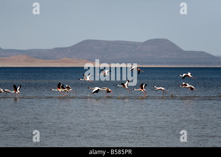 Les flamants décoller de Lac abbé, Djibouti, Afrique Banque D'Images