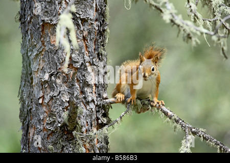 L'écureuil roux (Tamiasciurus hudsonicus), Custer State Park, Dakota du Sud, États-Unis d'Amérique, Amérique du Nord Banque D'Images