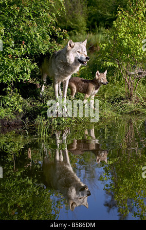 Loup gris (Canis lupus) et adultes, de petits en captivité, Grès, Minnesota, États-Unis d'Amérique, Amérique du Nord Banque D'Images