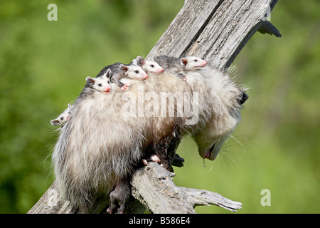 L'opossum (Didelphis virginiana) Mère et bébé, en captivité, Grès, Minnesota, États-Unis d'Amérique, Amérique du Nord Banque D'Images