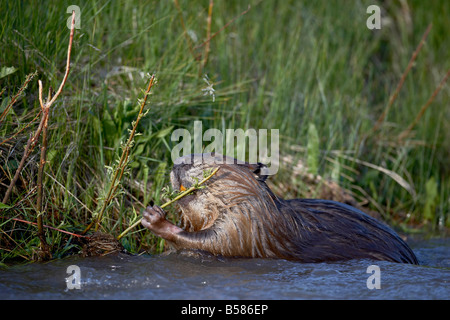 Castor (Castor canadensis) dans l'alimentation Soda Butte Creek, Parc National de Yellowstone, Wyoming, United States of America Banque D'Images