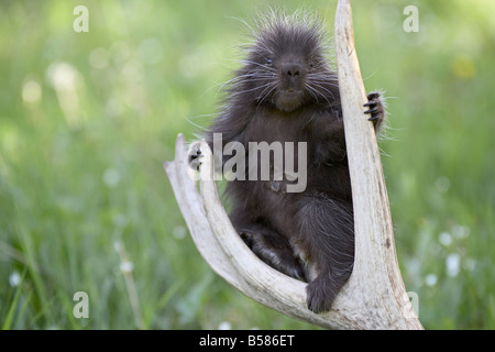 Bébé porc-épic (Erethizon dorsatum) assis sur un le bois patiné, en captivité, Bozeman, Montana, États-Unis d'Amérique Banque D'Images