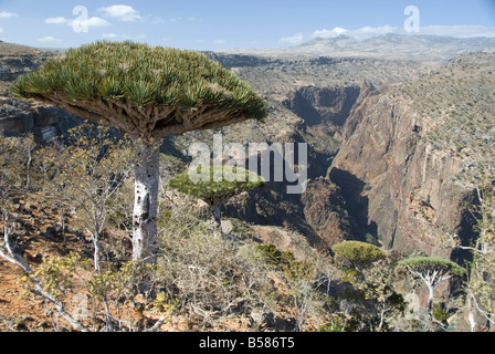 Dearhur Canyon, sang du Dragon des arbres, le long du plateau Diksam, rim, centrale de l'île de Socotra, au Yémen Banque D'Images