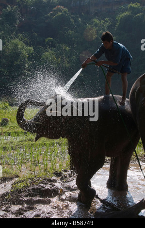 Les touristes et les éléphants à l'Anantara Golden Triangle Resort, Sop Ruak, le Golden Triangle, Thaïlande, Asie du Sud, Asie Banque D'Images