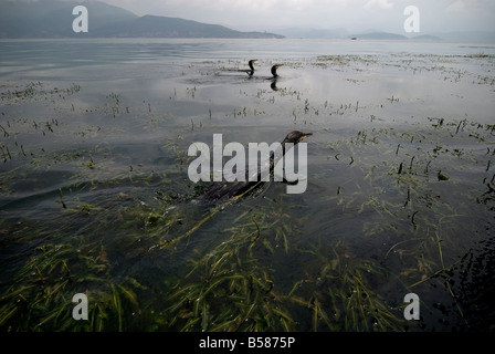 Les cormorans de pêche, le Lac Erhai, Dali, Yunnan, Chine, Asie Banque D'Images