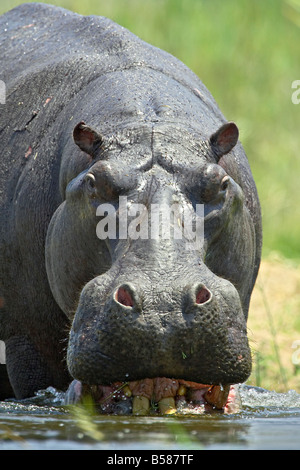 Hippopotame dans l'eau, une plus grande Parc Transfrontalier du Limpopo, Kruger National Park, Afrique du Sud Banque D'Images