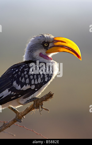 De l'Est mâles calao à bec jaune (Tockus flavirostris), Samburu National Reserve, Kenya, Afrique de l'Est, l'Afrique Banque D'Images