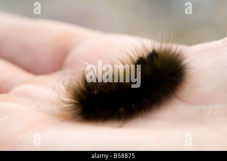 Ours laineux laineux arctique vit à caterpillar 14 ans comme une chenille gel solide pour 10 mois de l'année Banque D'Images