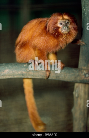 Golden Lion Tamarin (Leontophithecus Rosalia), Brésil, Amérique du Sud Banque D'Images