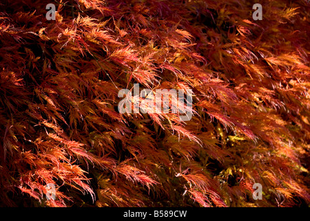 Les feuilles d'automne - Acer palmatum Dissectum Atropurpureum Banque D'Images