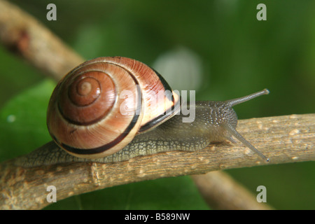 Gardensnail à lèvres blanc, blanc-lipped escargot, Escargot (Cepaea hortensis) ramper le long d'une brindille Banque D'Images