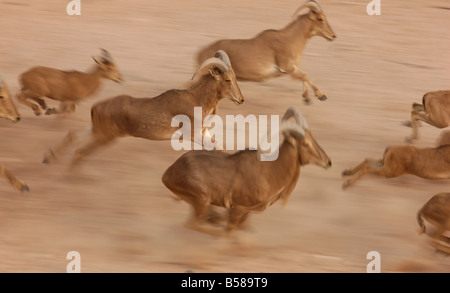 Ammotragus lervia mouflon à Sir Bani Yas Island Private Game Reserve dans le golfe Persique près de Abu Dhabi Emirats Arabes Unis Banque D'Images