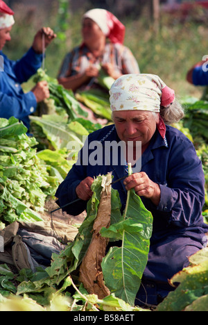 Portrait d'une femme âgée feuilles threading par brochette en Bulgarie, Europe Banque D'Images