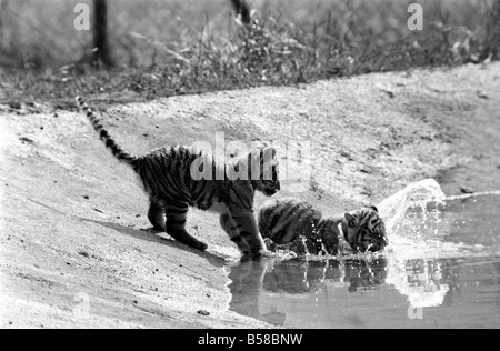 Des tigres à Longleat. 3 tigres de Sibérie plus aimer les hommes et les femmes tigres. Ces animaux sont rares et coûteux au soleil à Longleat Wild Life Park. S'étiole. Août 1977 77-04331-001 Banque D'Images