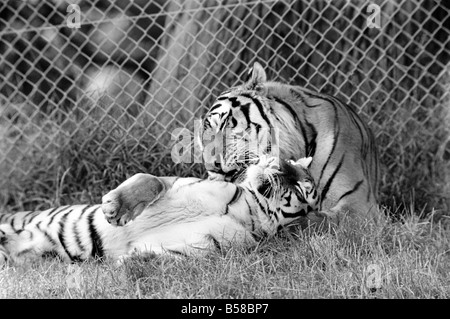 Des tigres à Longleat. 3 tigres de Sibérie plus aimer les hommes et les femmes tigres. Ces animaux sont rares et coûteux au soleil à Longleat Wild Life Park. S'étiole. Août 1977 77-04331-005 Banque D'Images