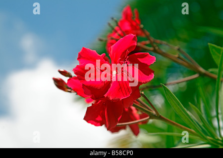 Red Hibiscus rosa sinensis Flower against blue sky Banque D'Images