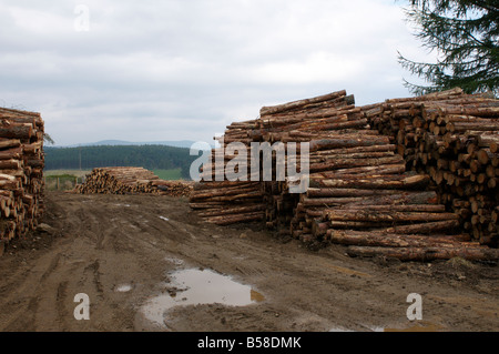 Les dommages environnementaux causés par l'exploitation forestière dans Balronald Ecosse Bois UK Banque D'Images