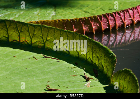 Jardins Kanapaha Gainesville Floride nénuphar géant Victoria Banque D'Images