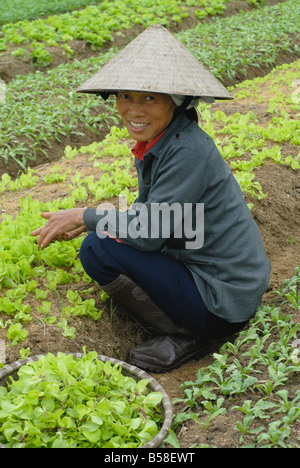 Vietnam vietnamien dame portant un chapeau conique de l'agriculture biologique l'agriculture légumes verts smiling happy female farmer de travail Banque D'Images