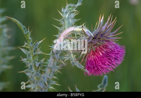 Musc chardon Banque D'Images