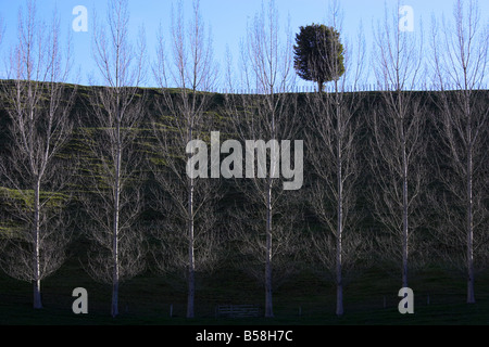 Silhouette d'arbre isolé sur une ligne de crête silver birch squelettique arbres en premier plan Plateau Central North Island Nouvelle Zélande Banque D'Images