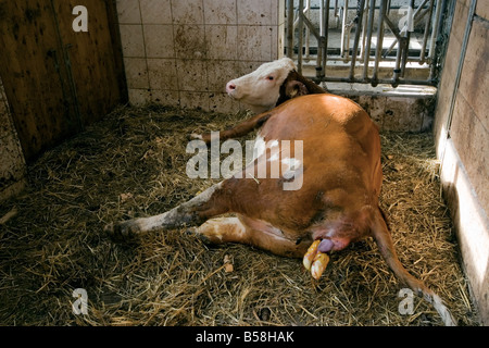 Vache dans les premières étapes de l'accouchement Photo Stock - Alamy