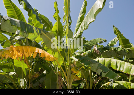 Hybride de la banane ou de l'Orénoque cultivar Musa acuminata x M balbisiana Banque D'Images