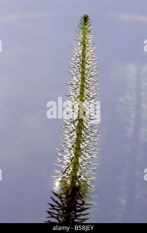 Marestail Banque D'Images