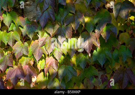 ivy feuilles sur un mur avec la couleur typique de l'automne Banque D'Images