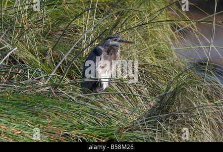 Grand héron Ardea herodias debout dans l'herbe haute le long de la rivière à Refuge d'oiseaux migrateurs Reifel Delta BC en Août Banque D'Images