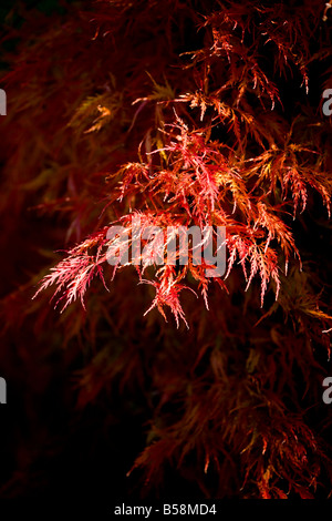 Les feuilles d'automne - Acer palmatum Dissectum Atropurpureum Banque D'Images