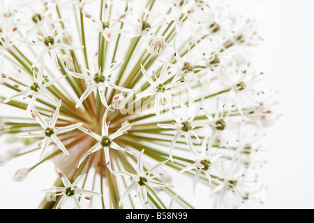 Allium Fleurs carataviense Banque D'Images