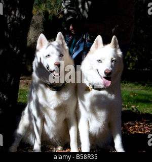 Deux magnifiques huskies husky blanc tourné en un parc. Banque D'Images