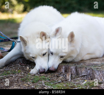 Deux magnifiques huskies husky blanc tourné en un parc. Banque D'Images