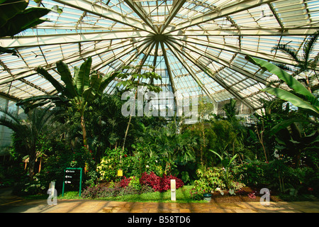 Intérieur de Hot House, Phoenix Parc Floral de Nice, Nice, Alpes Maritimes, Provence, France, Europe Banque D'Images