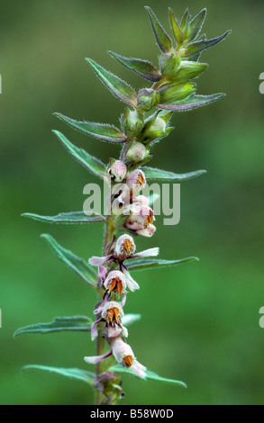 Bartsia rouge Banque D'Images