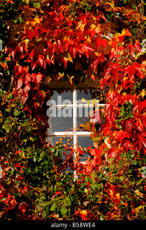 Vigne vierge en automne autour de la fenêtre d'une maison de campagne. Banque D'Images