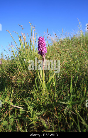 Début MARSH ORCHID Dactylorhiza incarnata PLANTE EN FLEUR CLOSE UP Banque D'Images