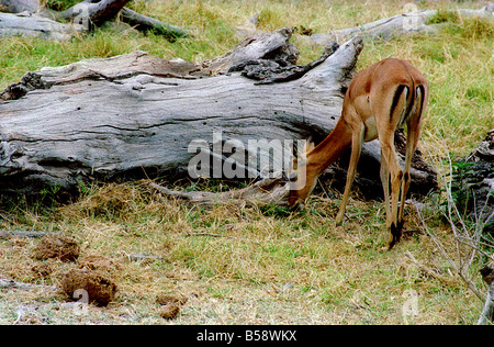 Une femelle Impala le pâturage dans le Masai Mara, Kenya, parc national. Banque D'Images