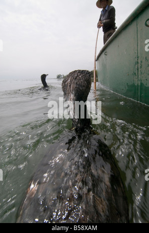 Le Cormorant fisherman avec ses oiseaux, le Lac Erhai, Dali, Yunnan, Chine Banque D'Images