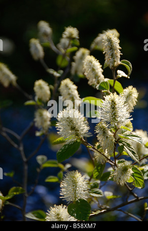 La fin du printemps fleurs d'un fothergilla gardenii Banque D'Images