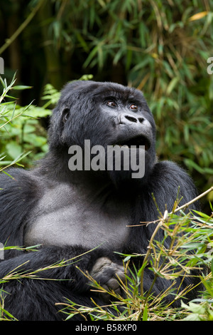 Dos argenté, gorille de montagne (Gorilla gorilla beringei), le Rwanda (Congo), l'Afrique Banque D'Images